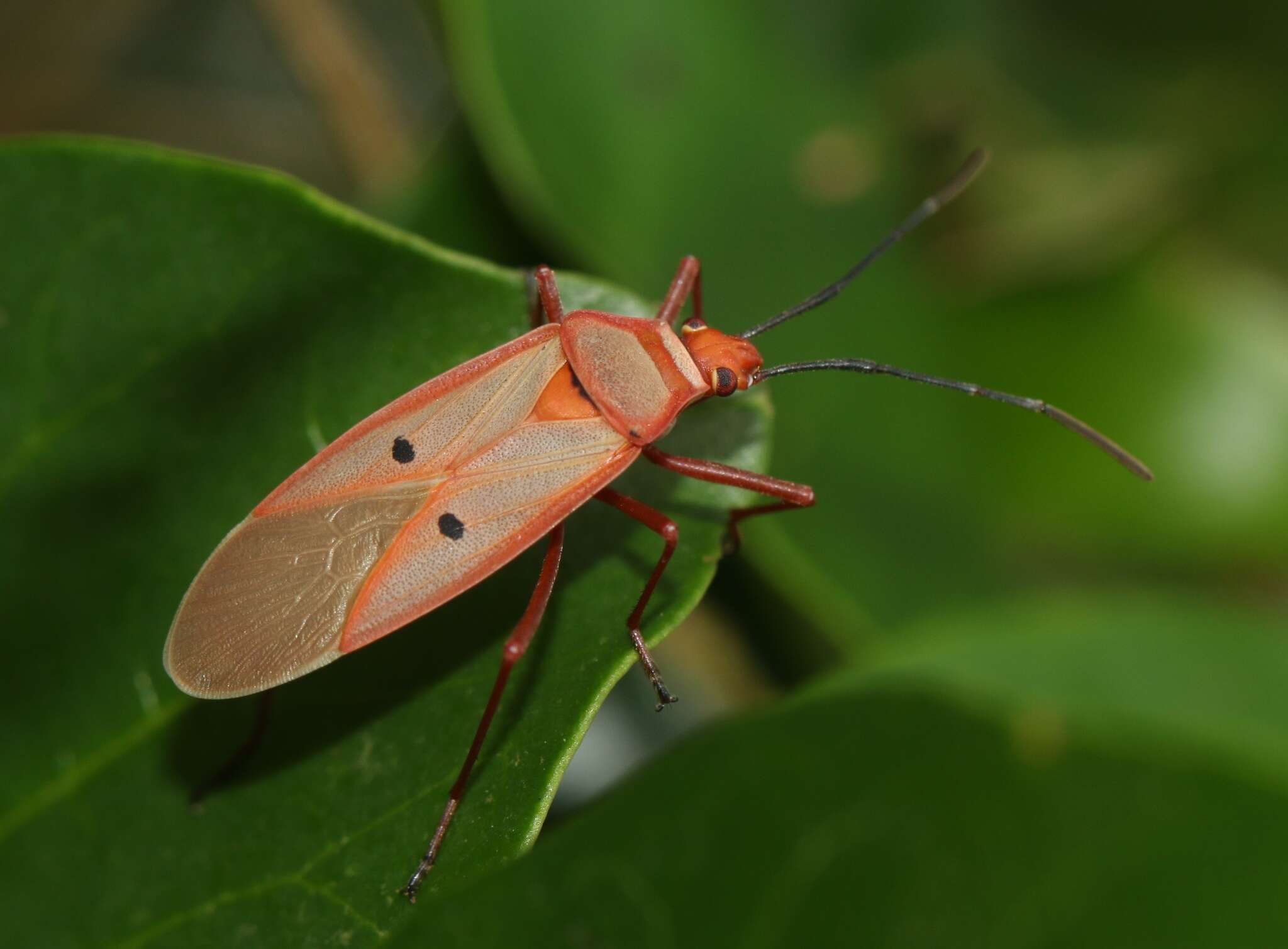 Image of <i>Dysdercus evanescens</i>