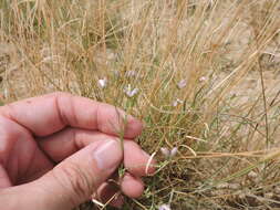 Image of shrubby milkwort