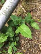 Sivun <i>Persicaria <i>chinensis</i></i> var. chinensis kuva