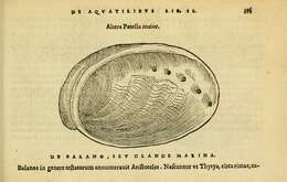 Image of Abalone