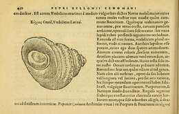 Image de Bolma rugosa (Linnaeus 1767)