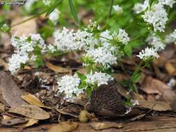 Image of Asperula libanotica Boiss.