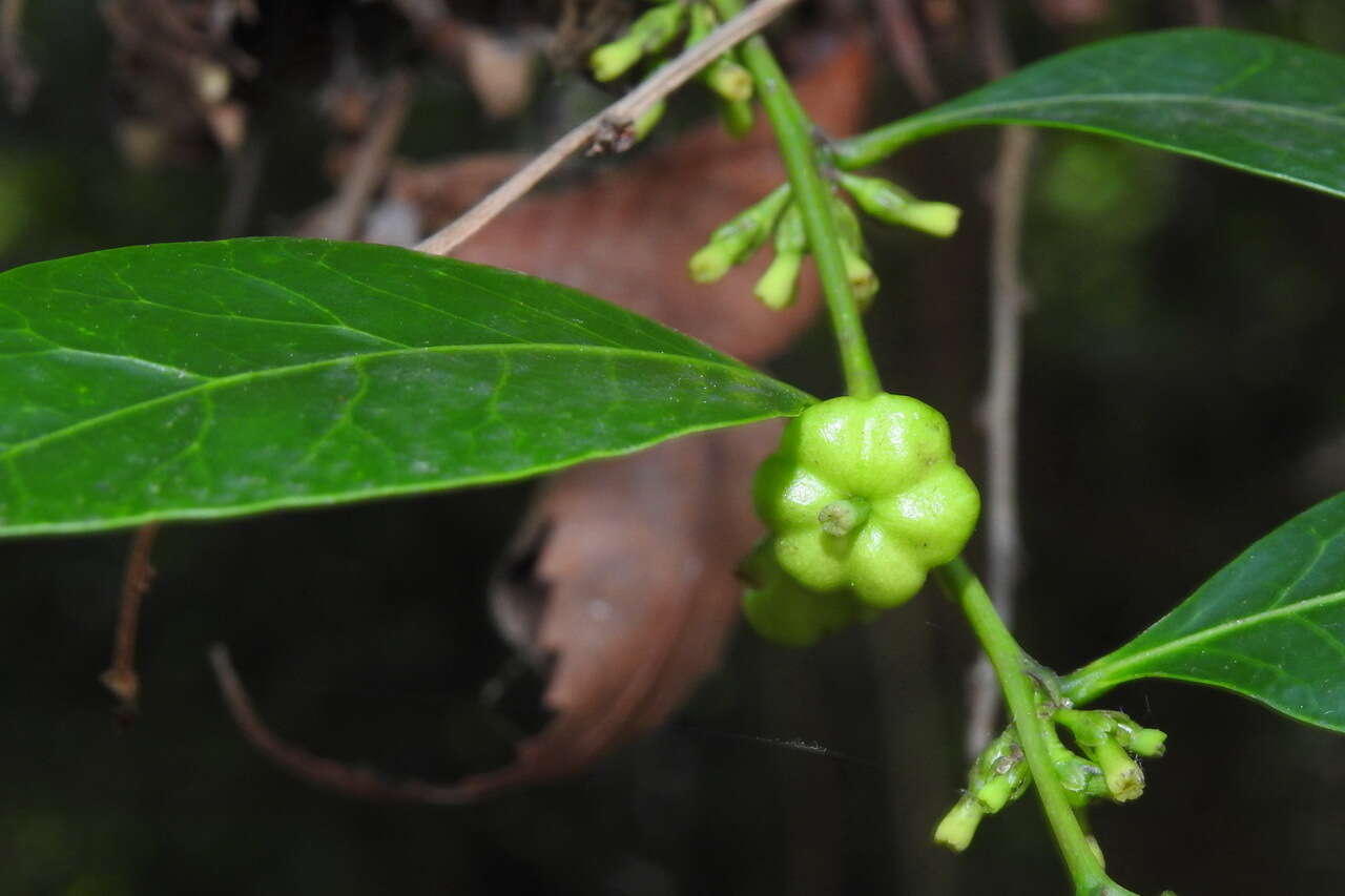 Слика од <i>Glochidion rubrum</i>