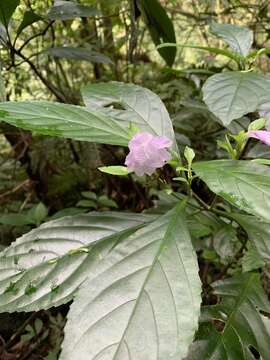 Imagem de Strobilanthes cusia (Nees) O. Kuntze