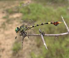 Imagem de Paragomphus sabicus Pinhey 1950