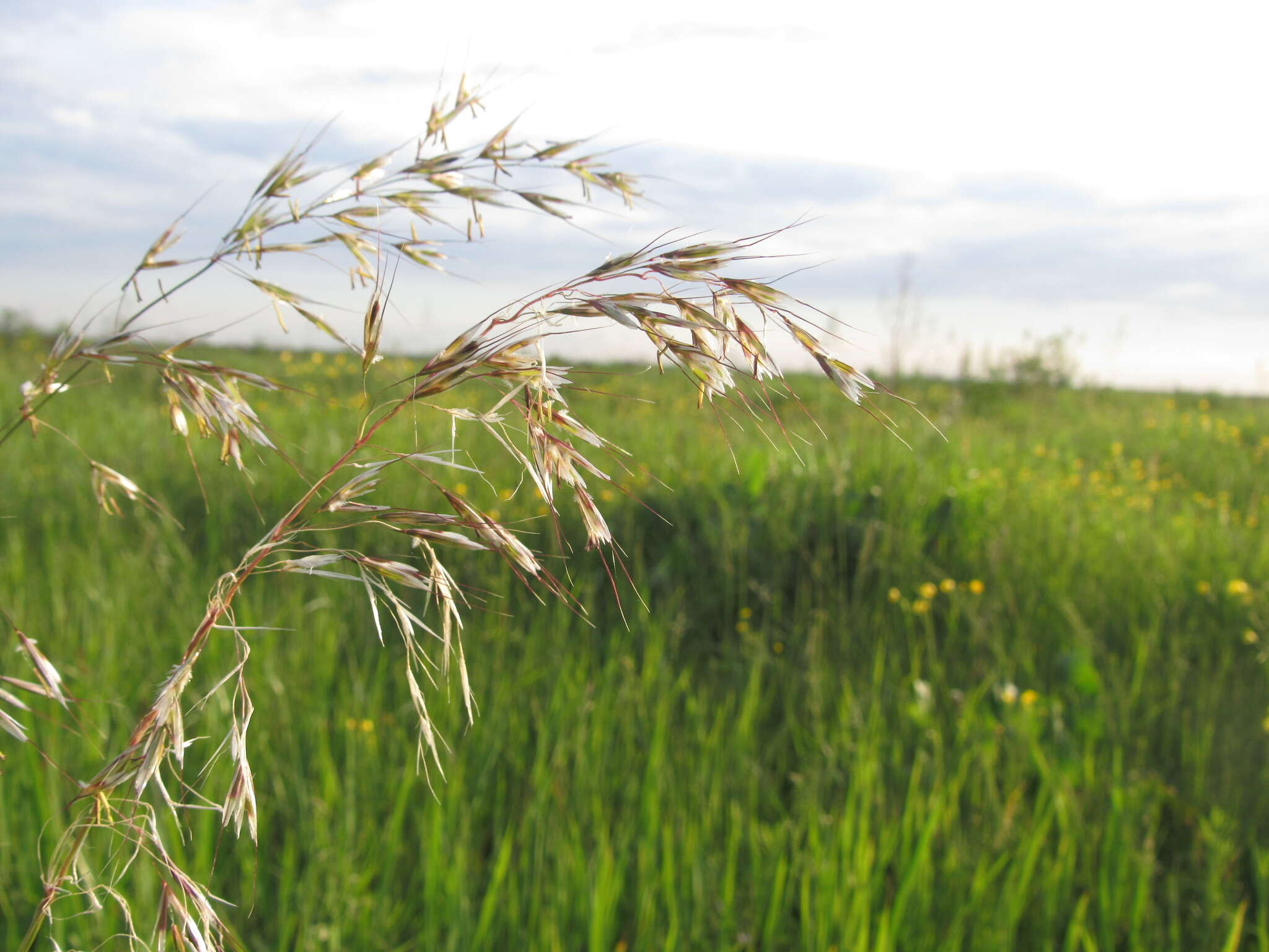 Plancia ëd Trisetum sibiricum Rupr.