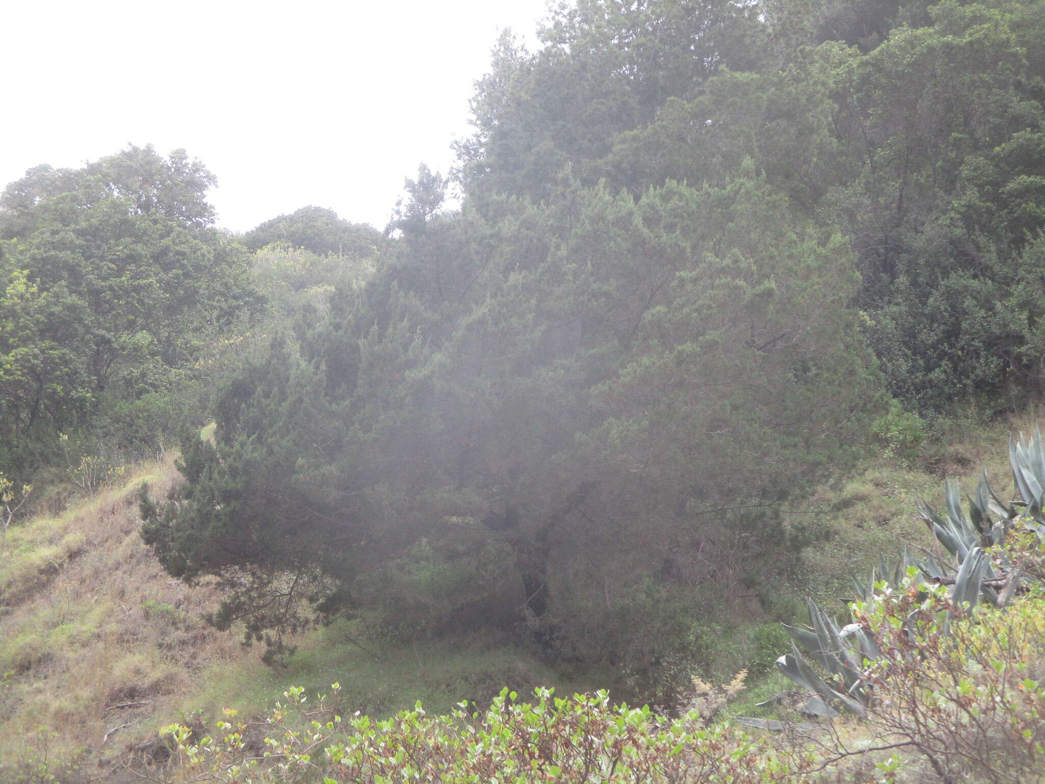 Imagem de Juniperus phoenicea subsp. phoenicea