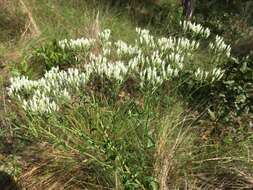 Imagem de Eupatorium petaloideum Britt.