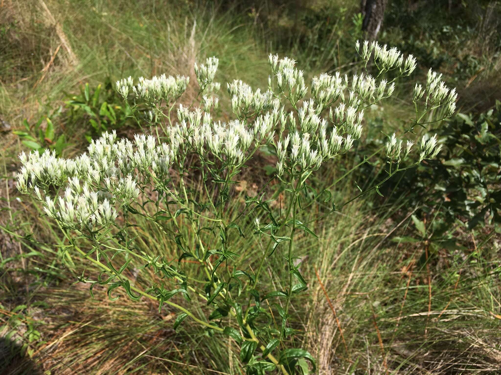 Eupatorium petaloideum Britt.的圖片