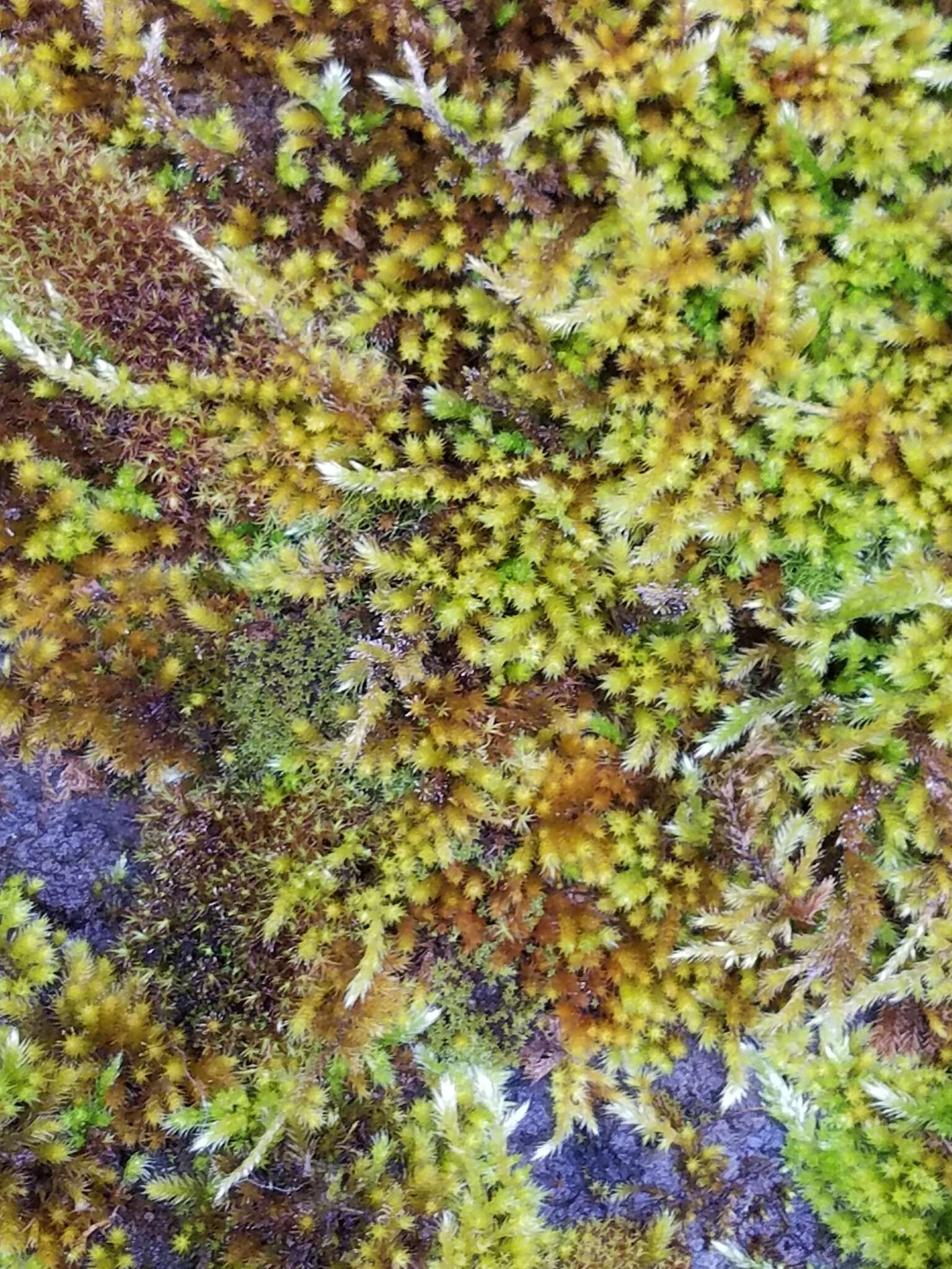 Image of silken homalothecium moss