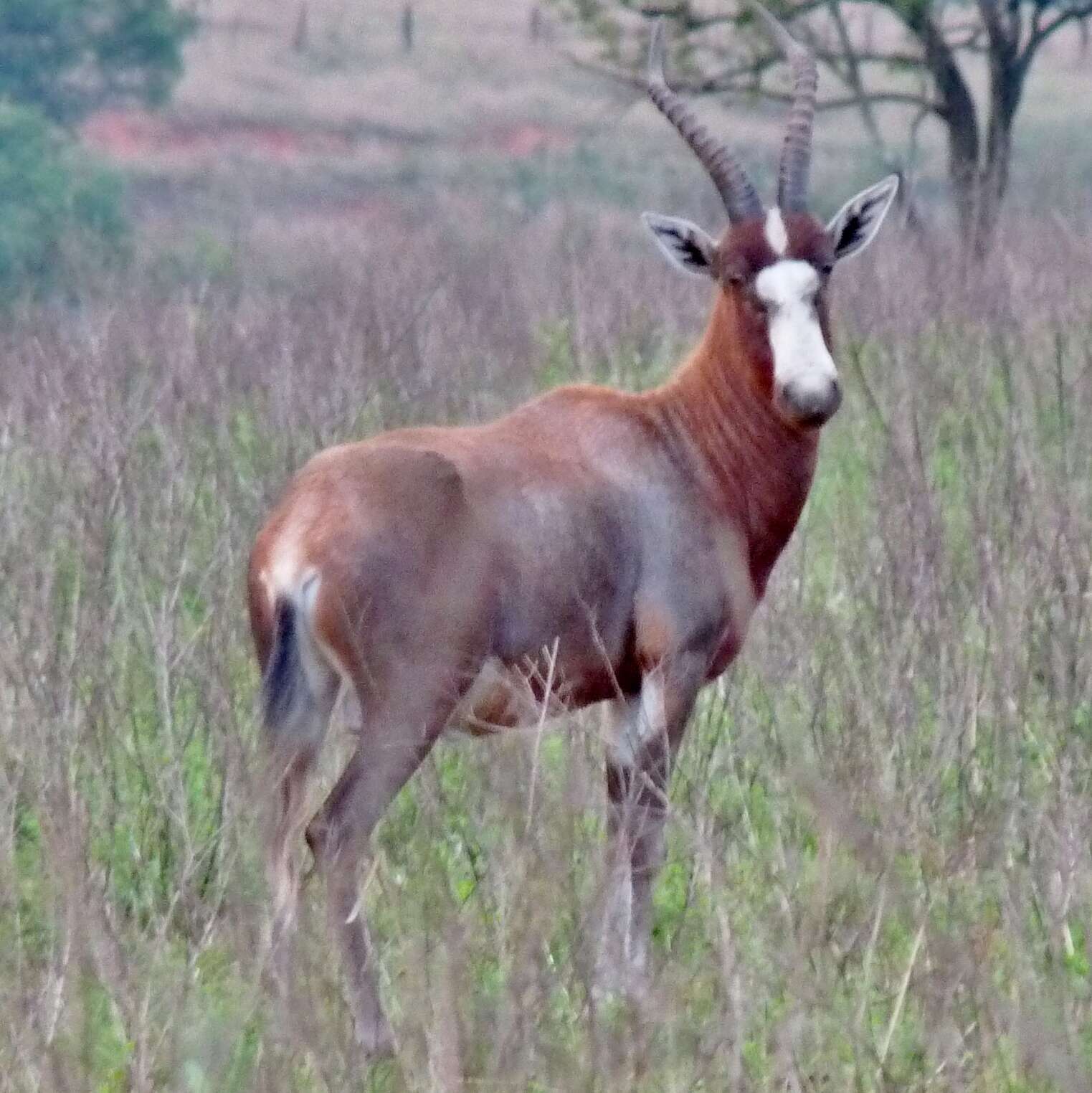 Image of Blesbok