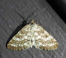 Image of Pine Powder Moth