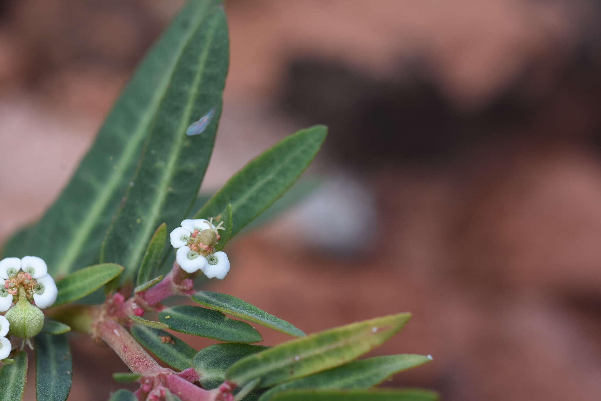 Image of Euphorbia selloi (Klotzsch & Garcke) Boiss.