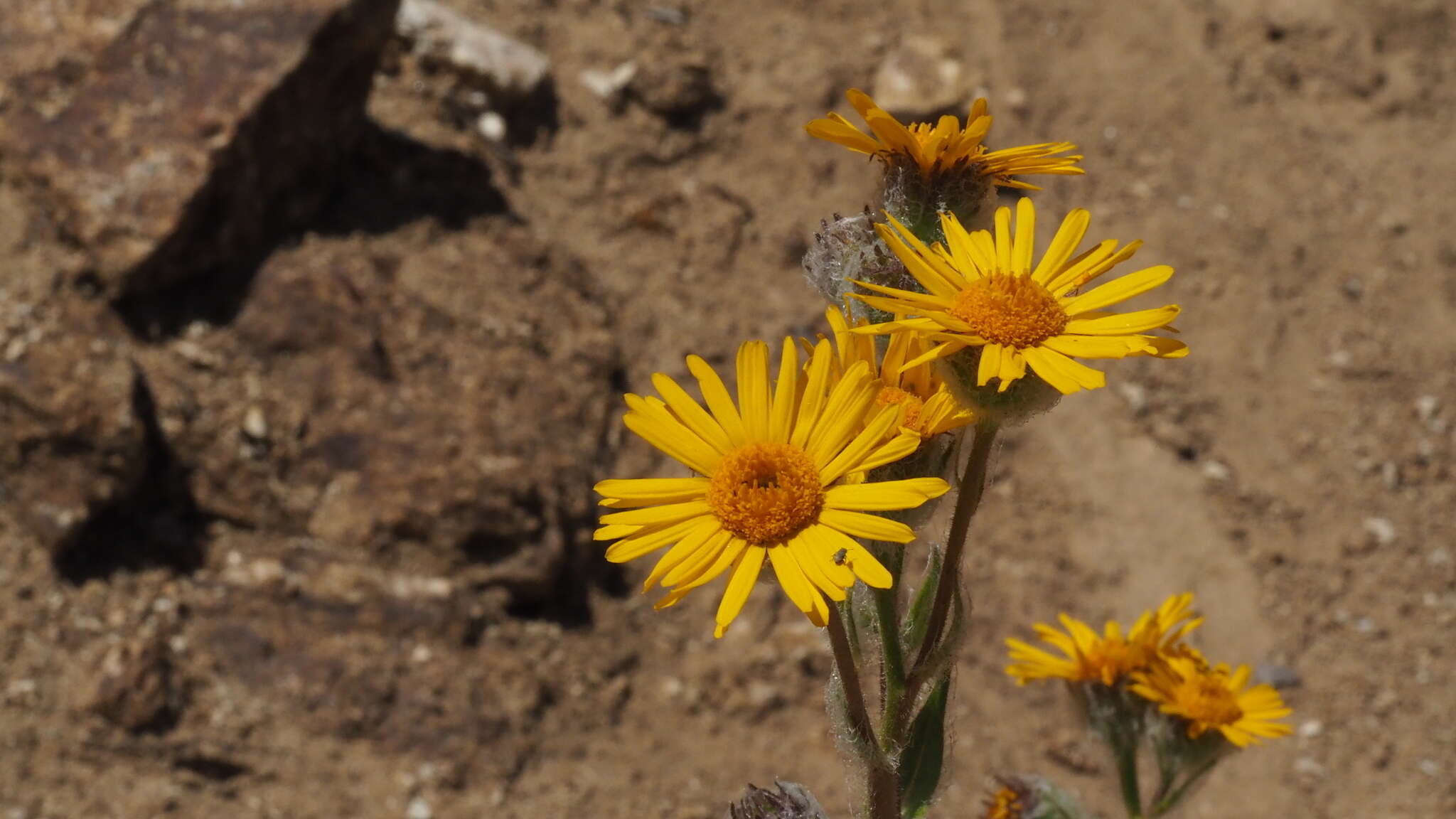 Plancia ëd Hulsea californica A. Gray