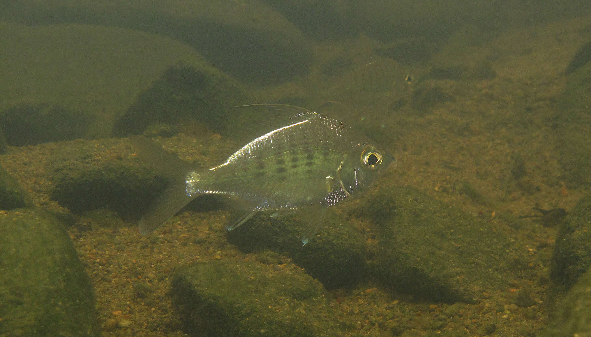 Image of Flagfin Mojarra