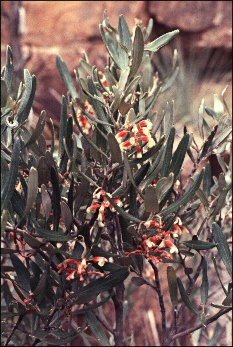 Image of Grevillea aspera R. Br.