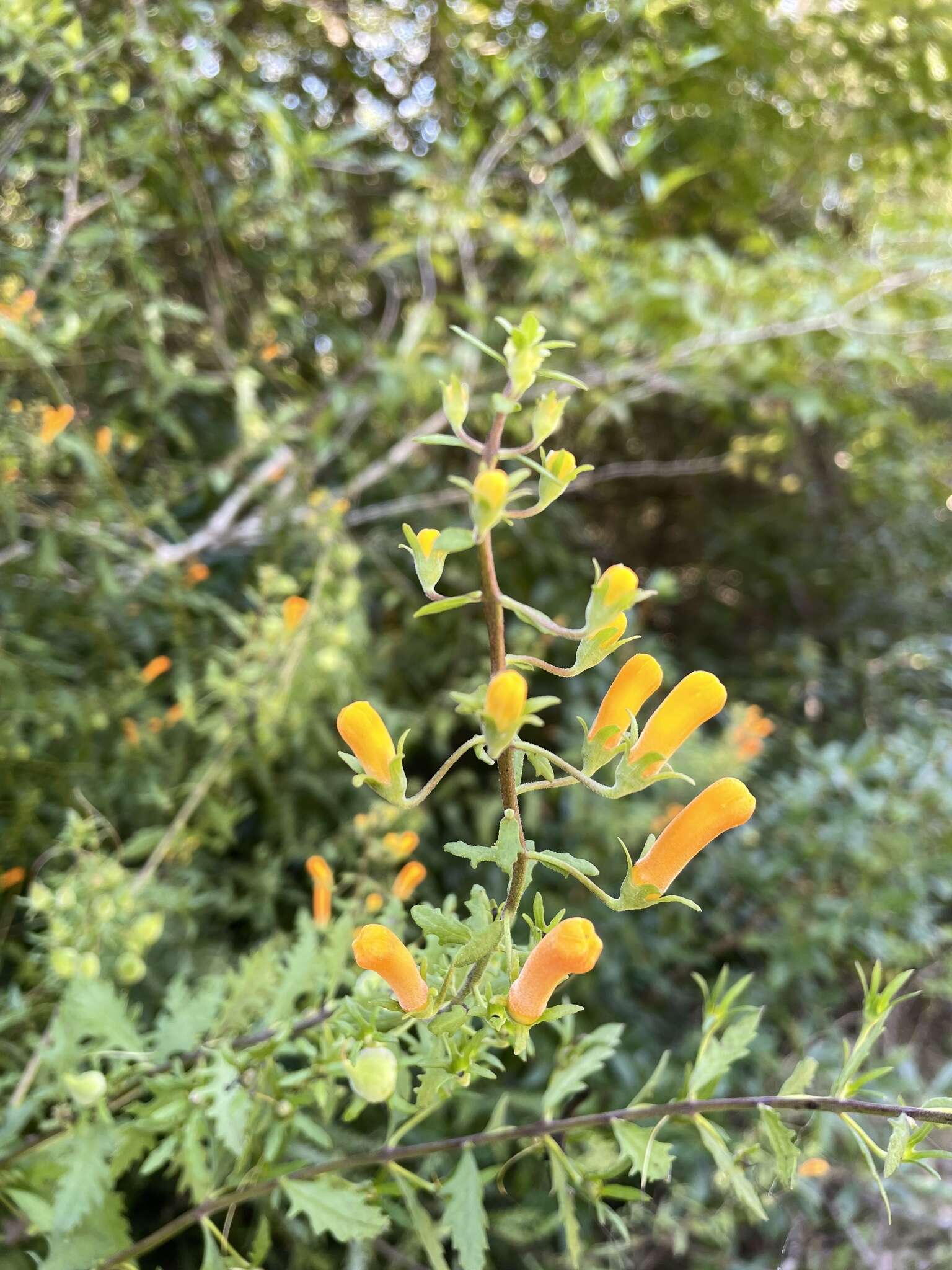 Image de Macranthera flammea (Bartr.) Pennell