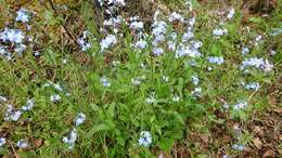 Image de Myosotis decumbens Host