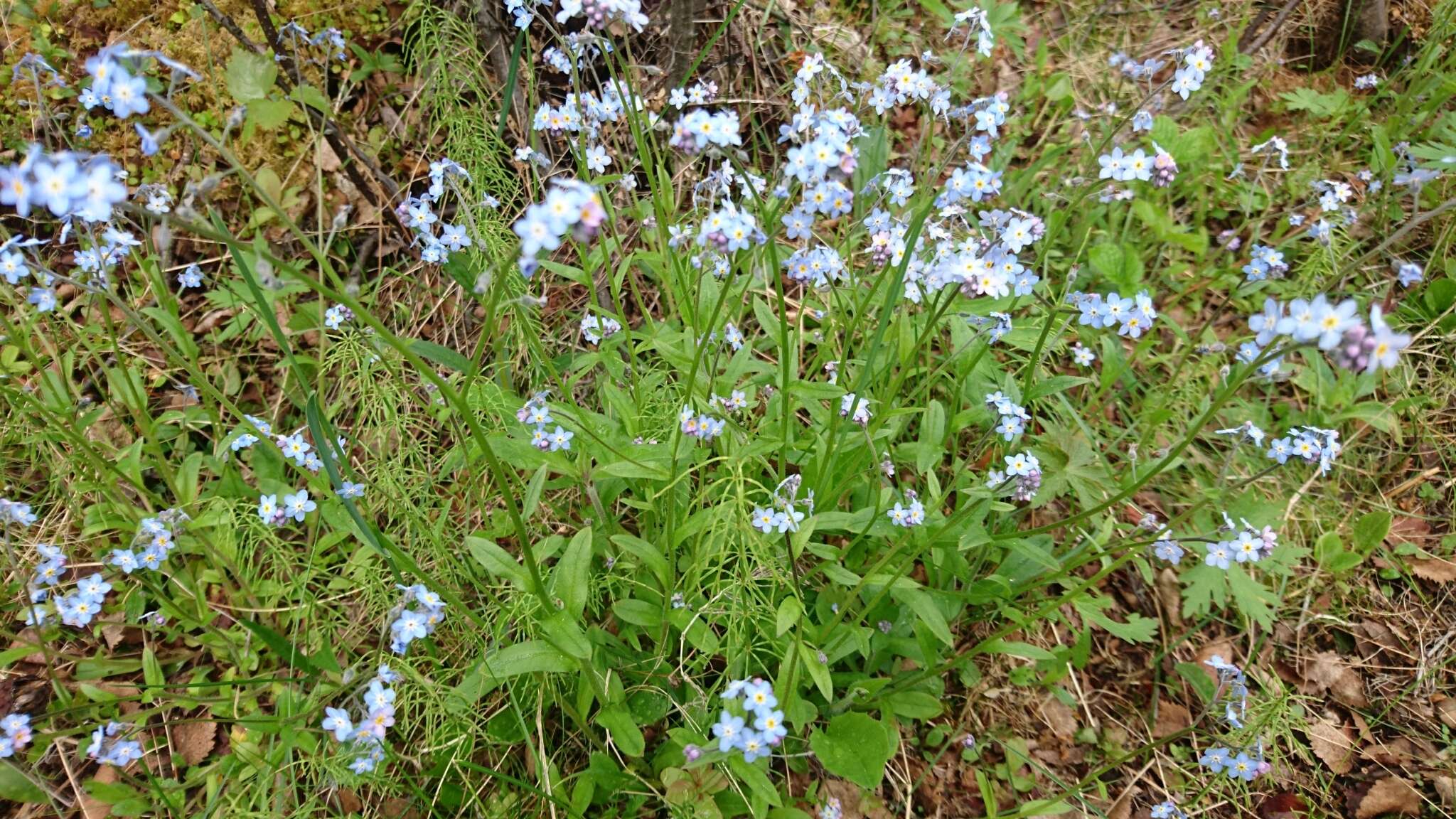 Image de Myosotis decumbens Host