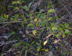 Image of small-leaf arrowwood