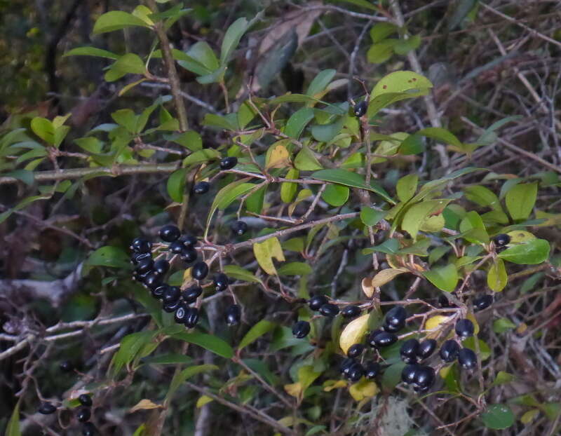 Image de Viburnum obovatum Walt.