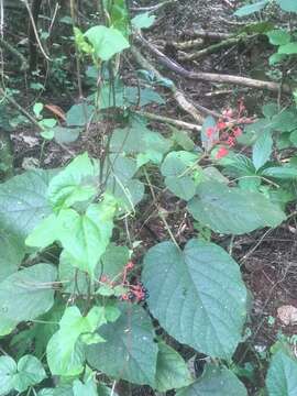 Imagem de Clerodendrum buchananii (Roxb.) Walp.