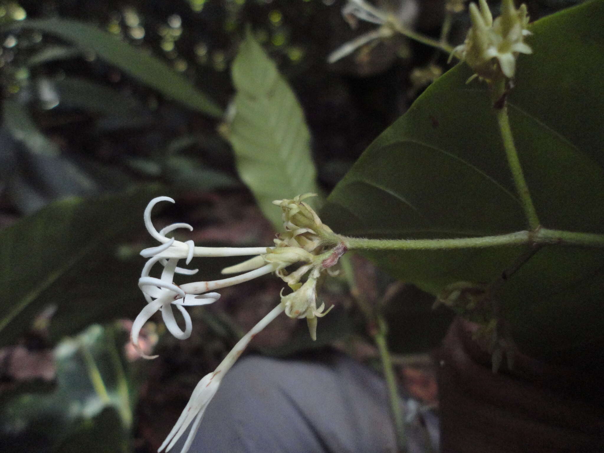 Image of Ciliosemina purdieana (Wedd.) Antonelli