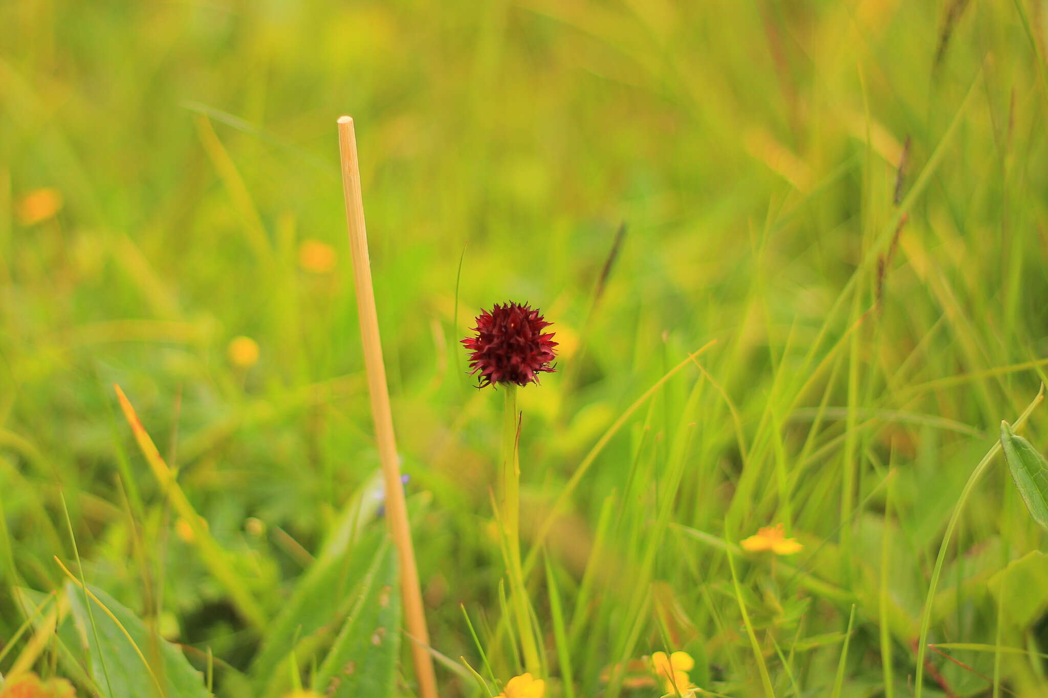 Gymnadenia nigra (L.) Rchb. fil.的圖片