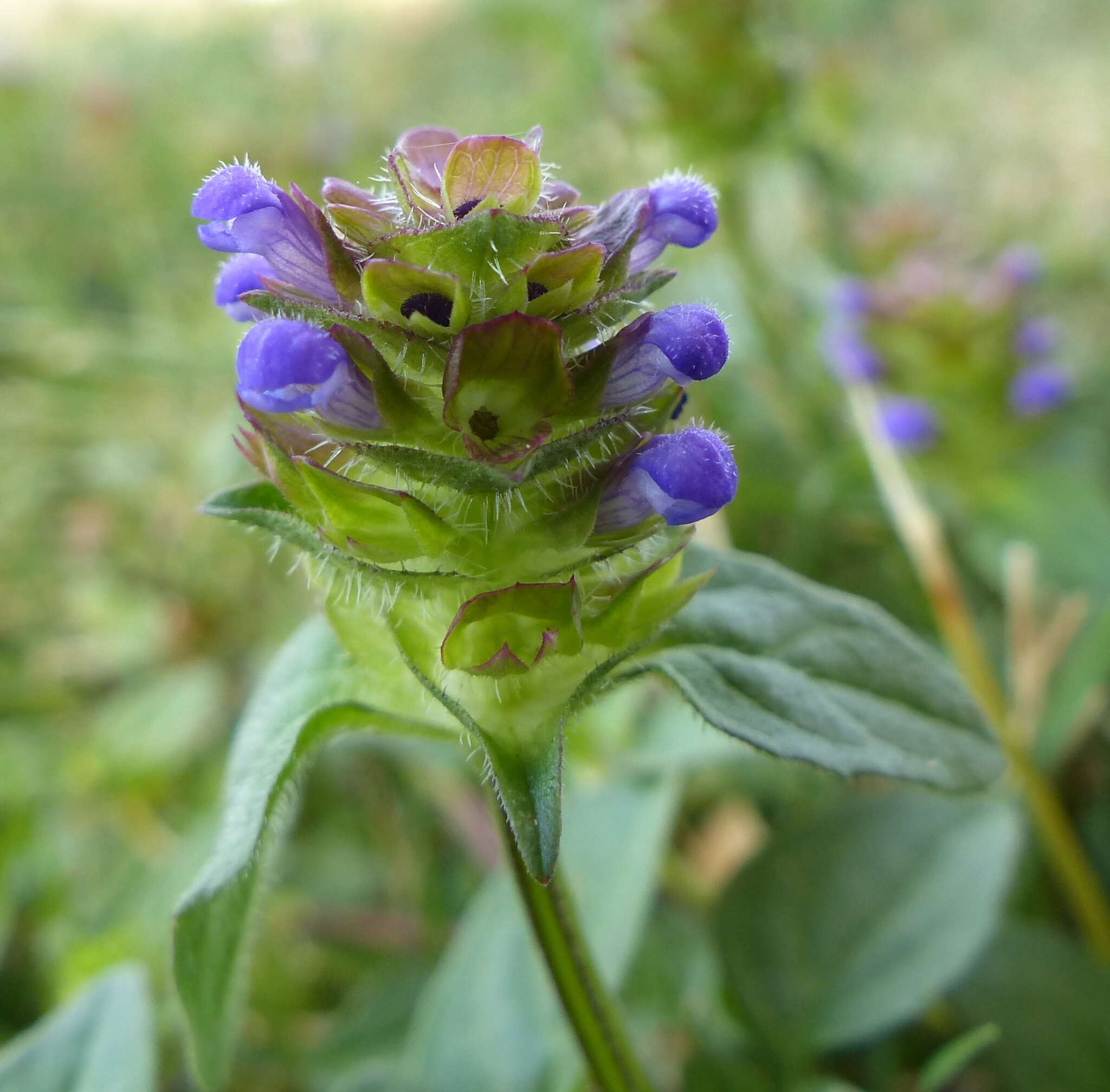 Prunella vulgaris subsp. vulgaris resmi