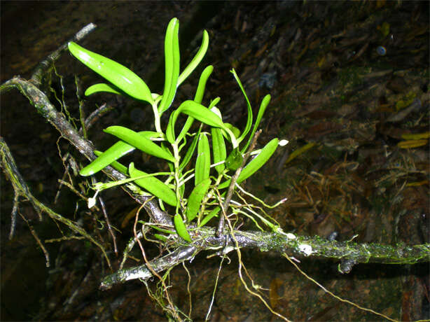 Imagem de Thrixspermum trichoglottis (Hook. fil.) Kuntze