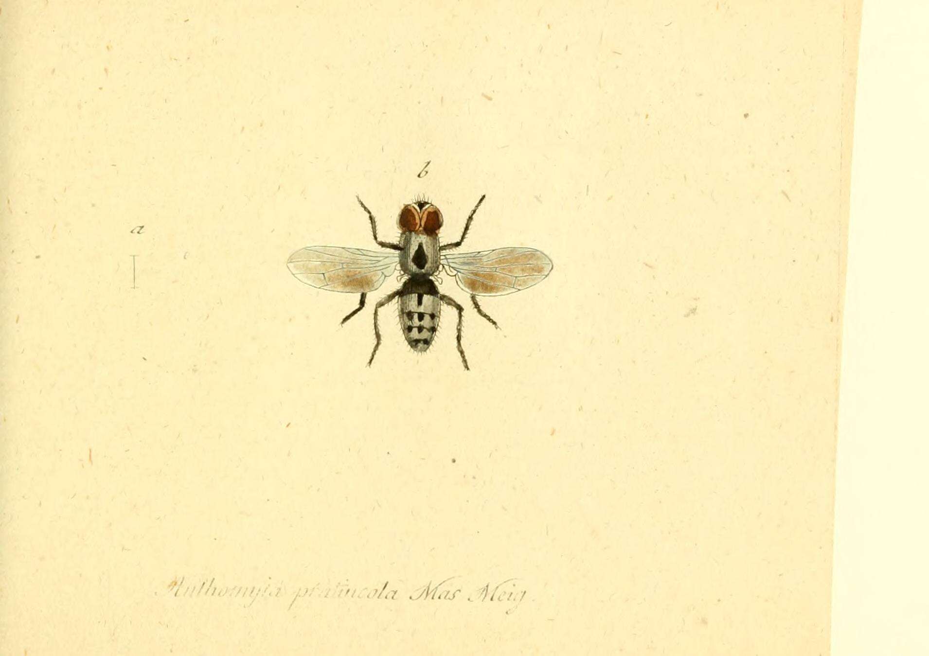 Image of Anthomyia