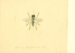 Image of Anthomyia