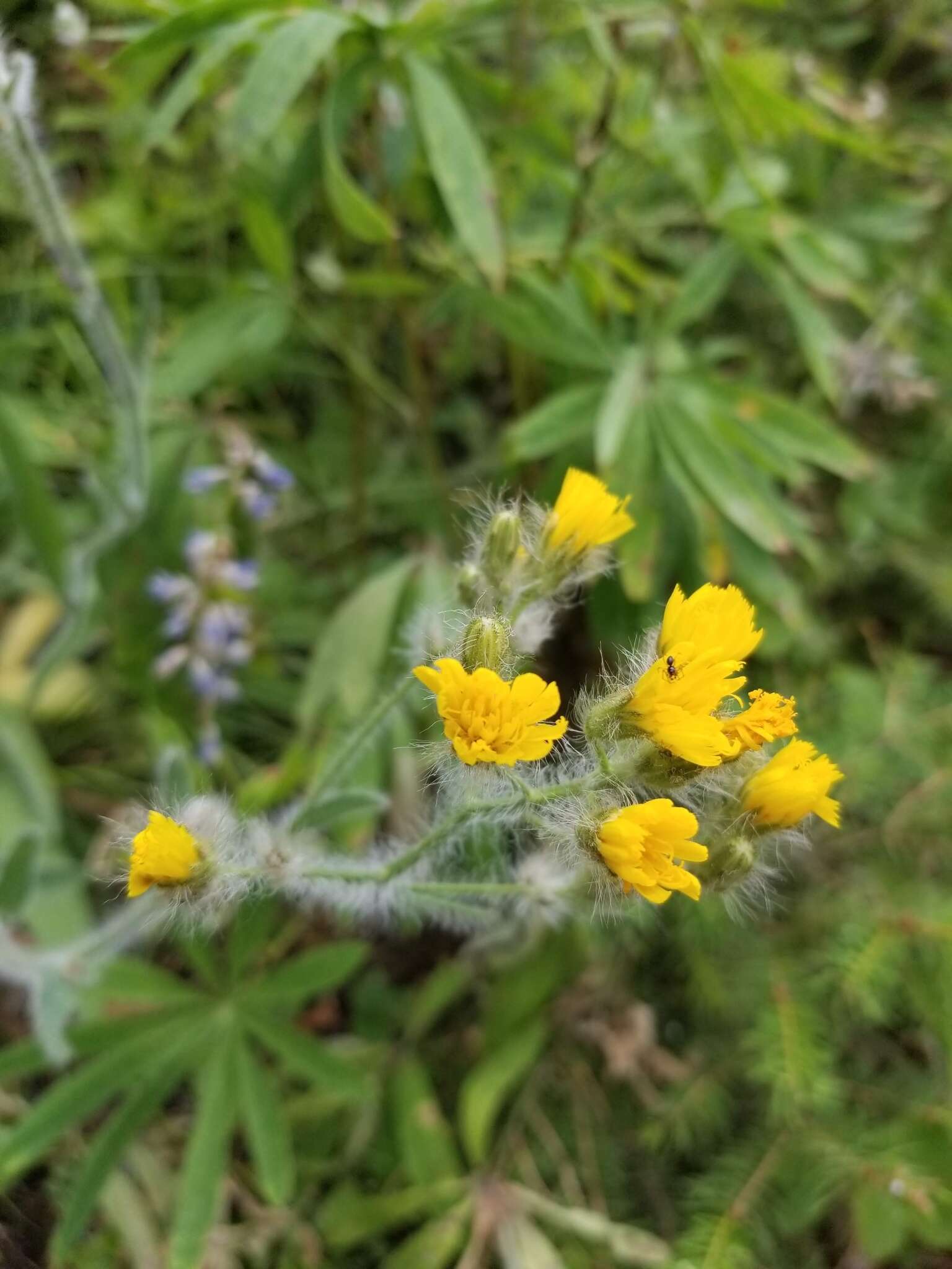 Image of Scouler's woollyweed