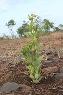 Image de Jatropha nana Dalzell & A. Gibson