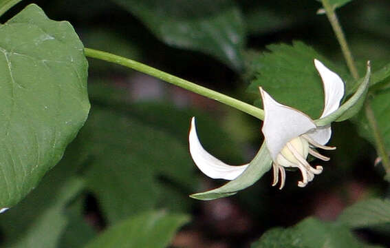 Imagem de Trillium flexipes Raf.