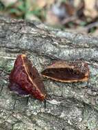 Image of Ganoderma martinicense Welti & Courtec. 2010