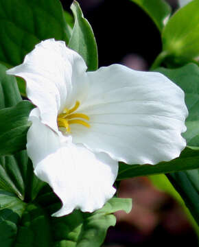 Image of White trillium