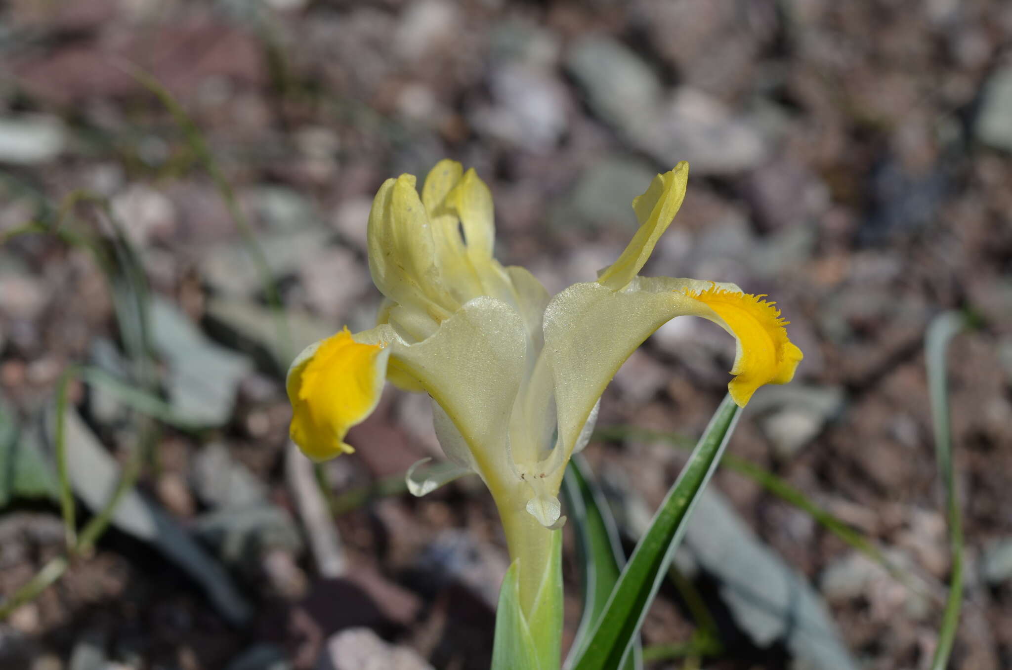 Iris orchioides Carrière的圖片