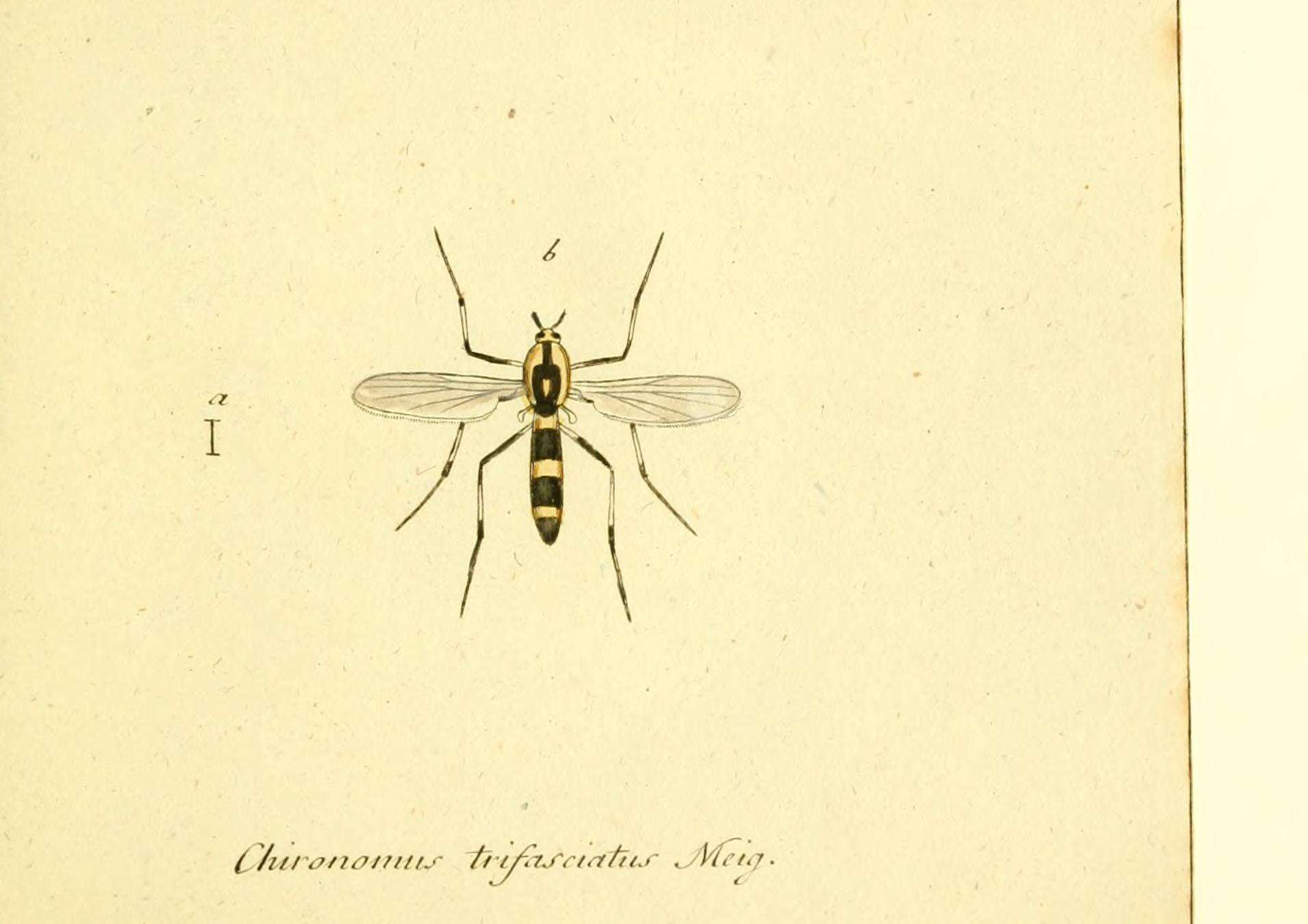 Image of Chironomus