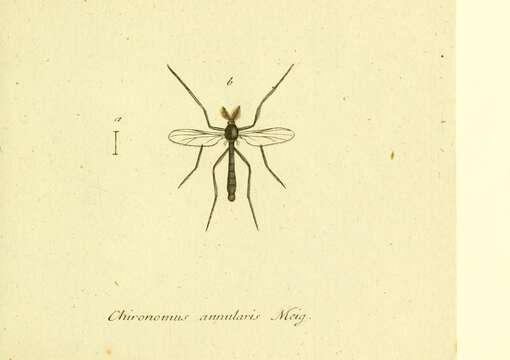 Image of Chironomus