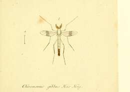 Image of Chironomus