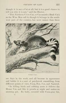 Image of Ringtail