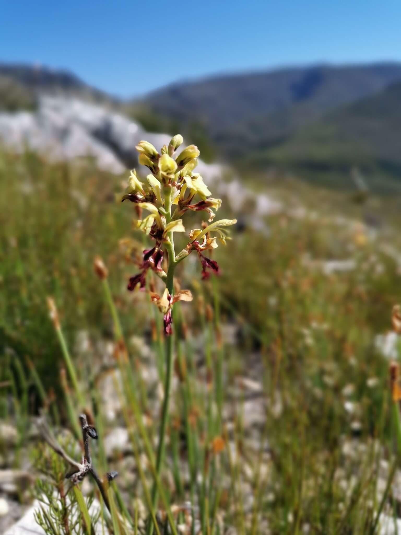 Image of Tritoniopsis parviflora (Jacq.) G. J. Lewis