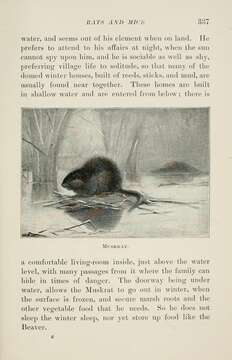 Image of muskrat