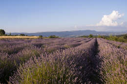 Image of English Lavendar