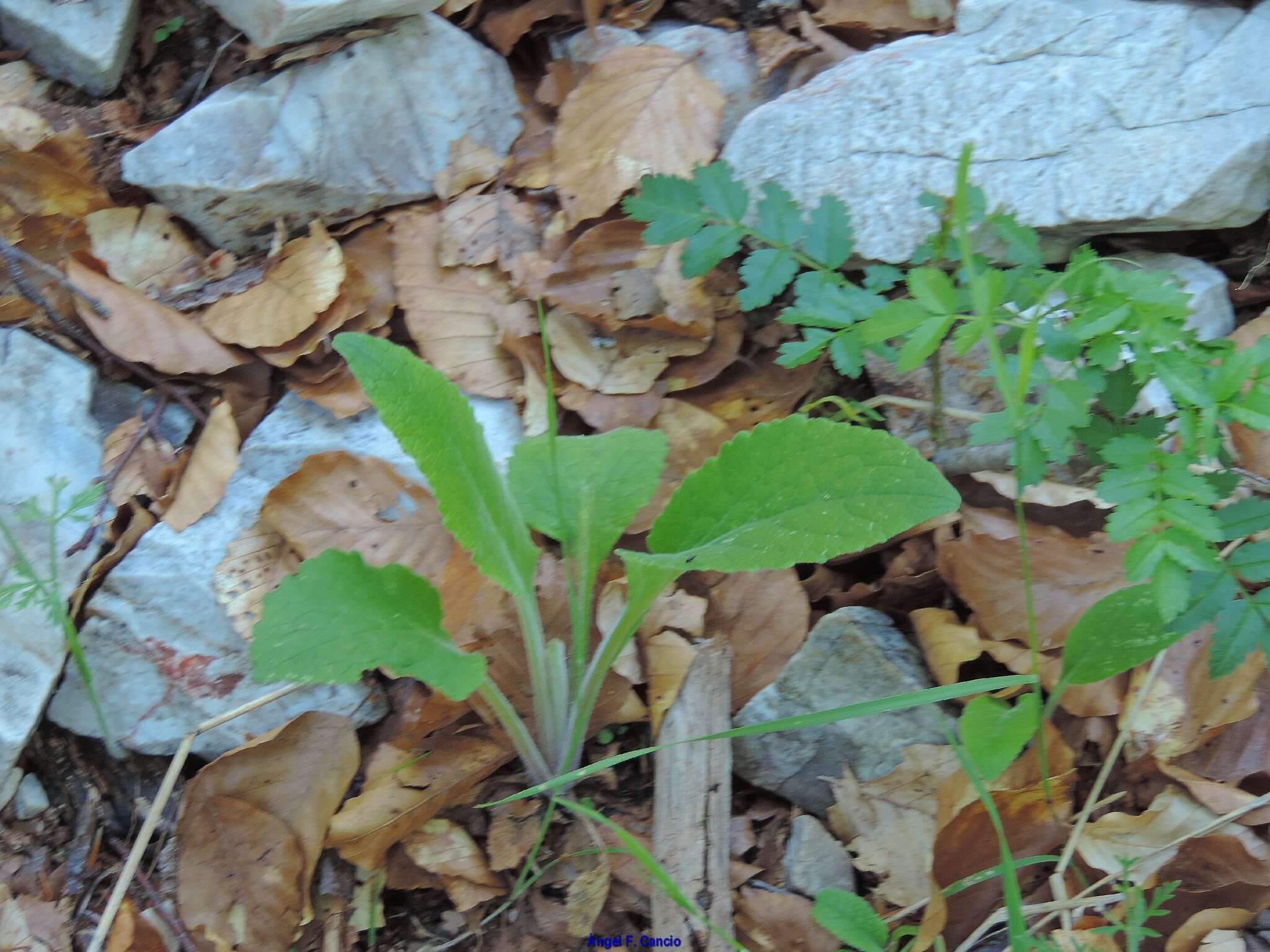 Imagem de Digitalis purpurea subsp. purpurea