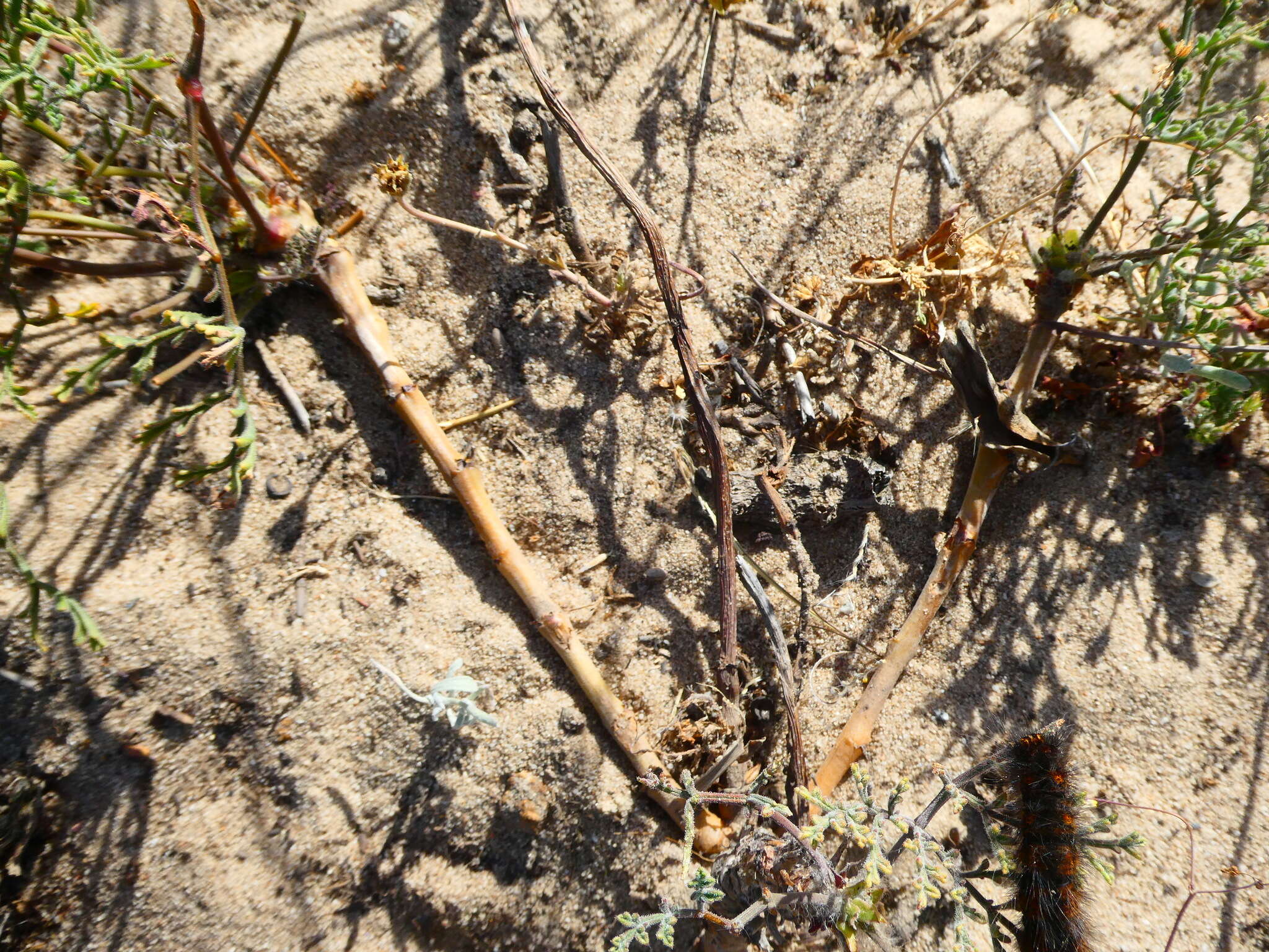 Imagem de Pelargonium multiradiatum Wendl.