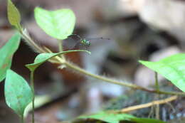 Risiophlebia dohrni (Krüger 1902) resmi