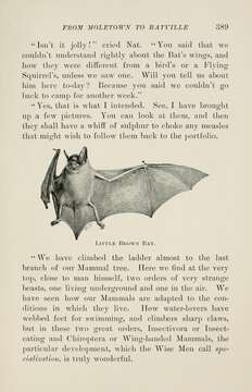 Image of little brown bat