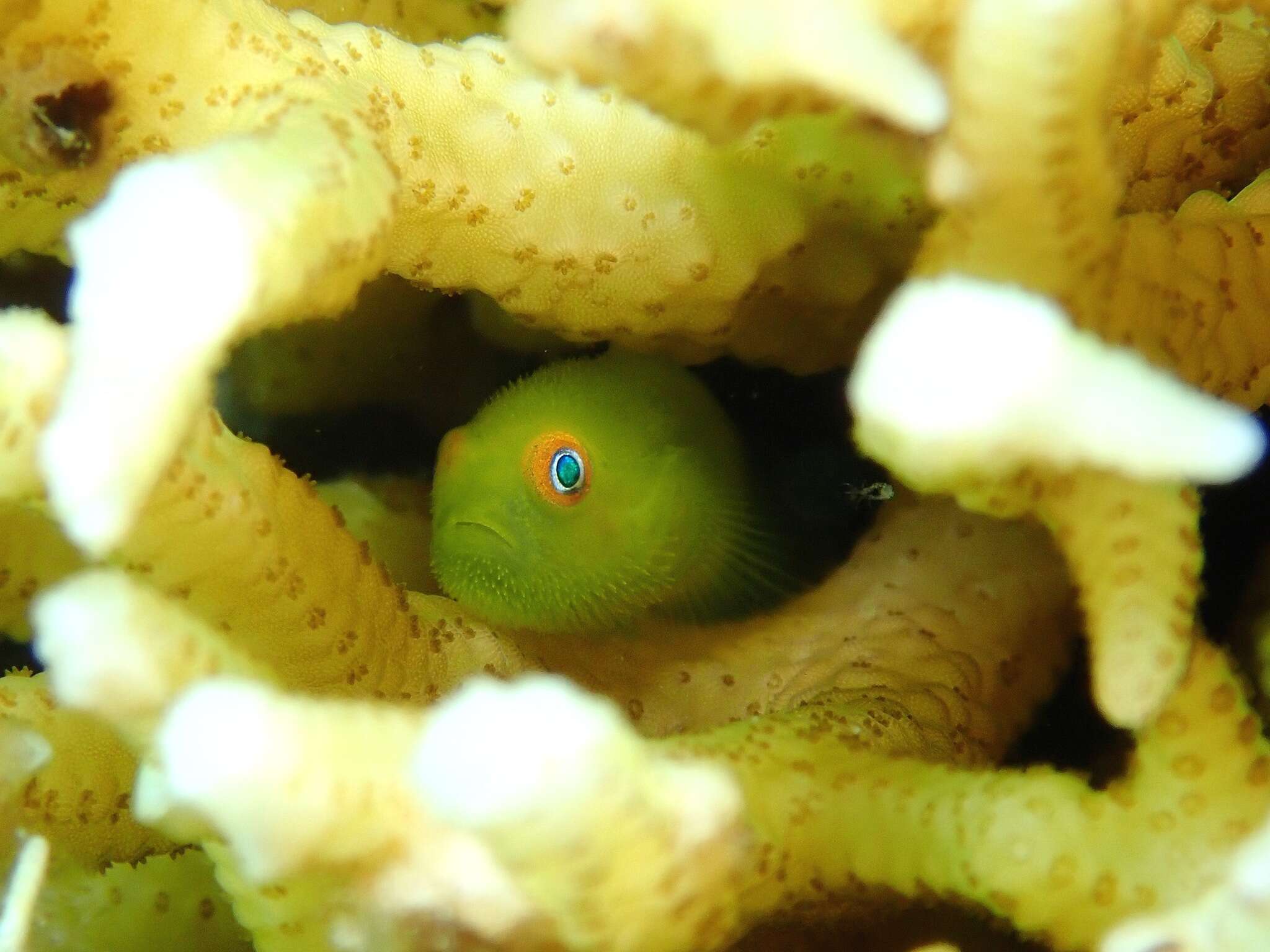 Image of Emerald coral goby